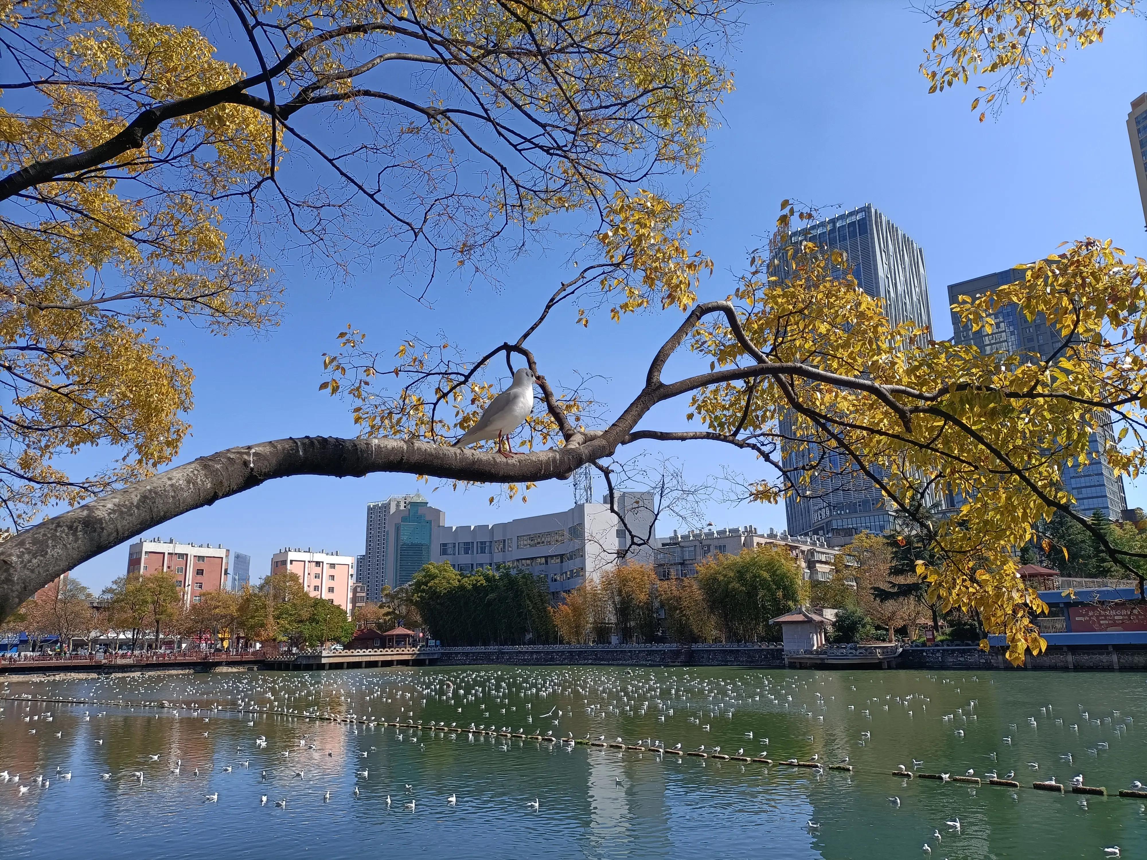 冬日的昆明美如春,这才是昆明四季如春的样子