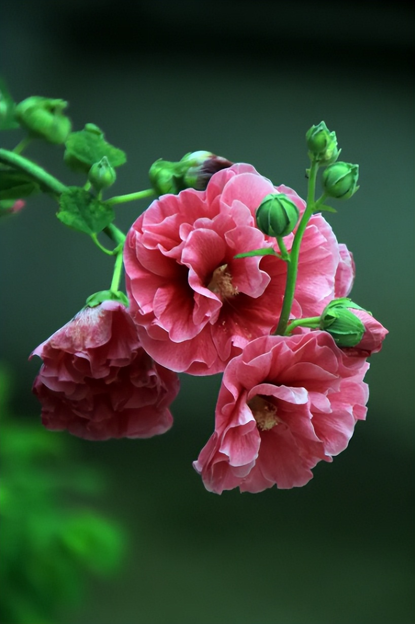 关于蜀葵的诗词名句,蜀葵花的古诗句