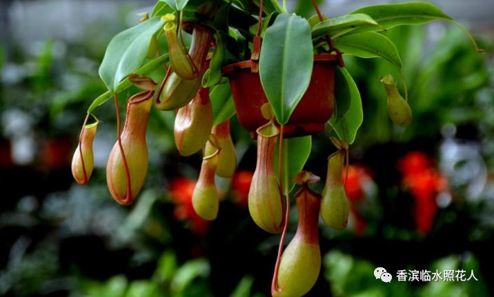 部编三年级下册习作我的植物朋友,三年级下一单元习作我的植物朋友