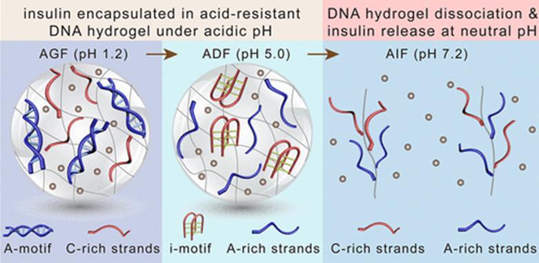 水凝胶抗菌测试标准,水凝胶抗菌试验
