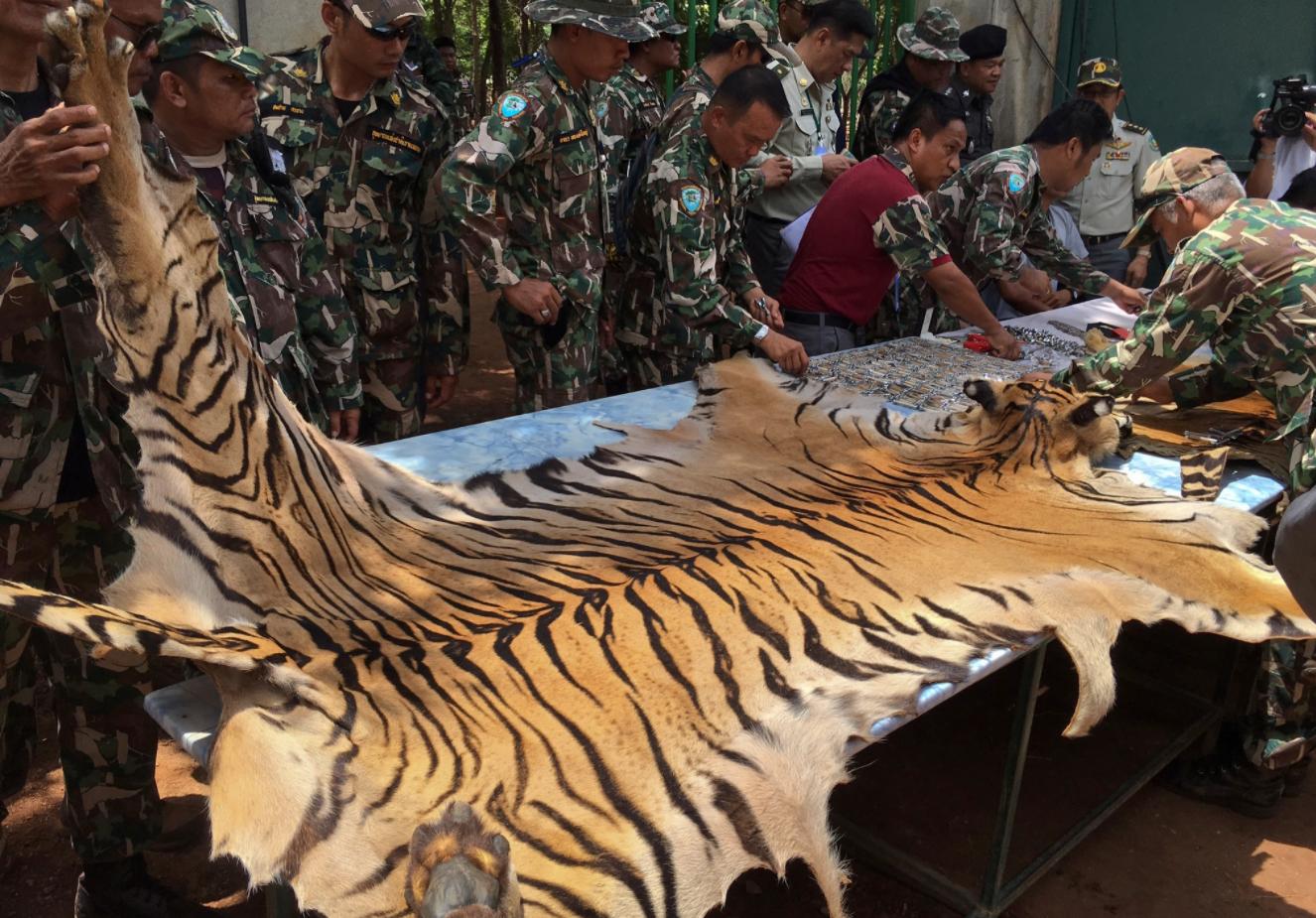 动物园老虎死后的尸体,动物园老虎死了是怎么处理的