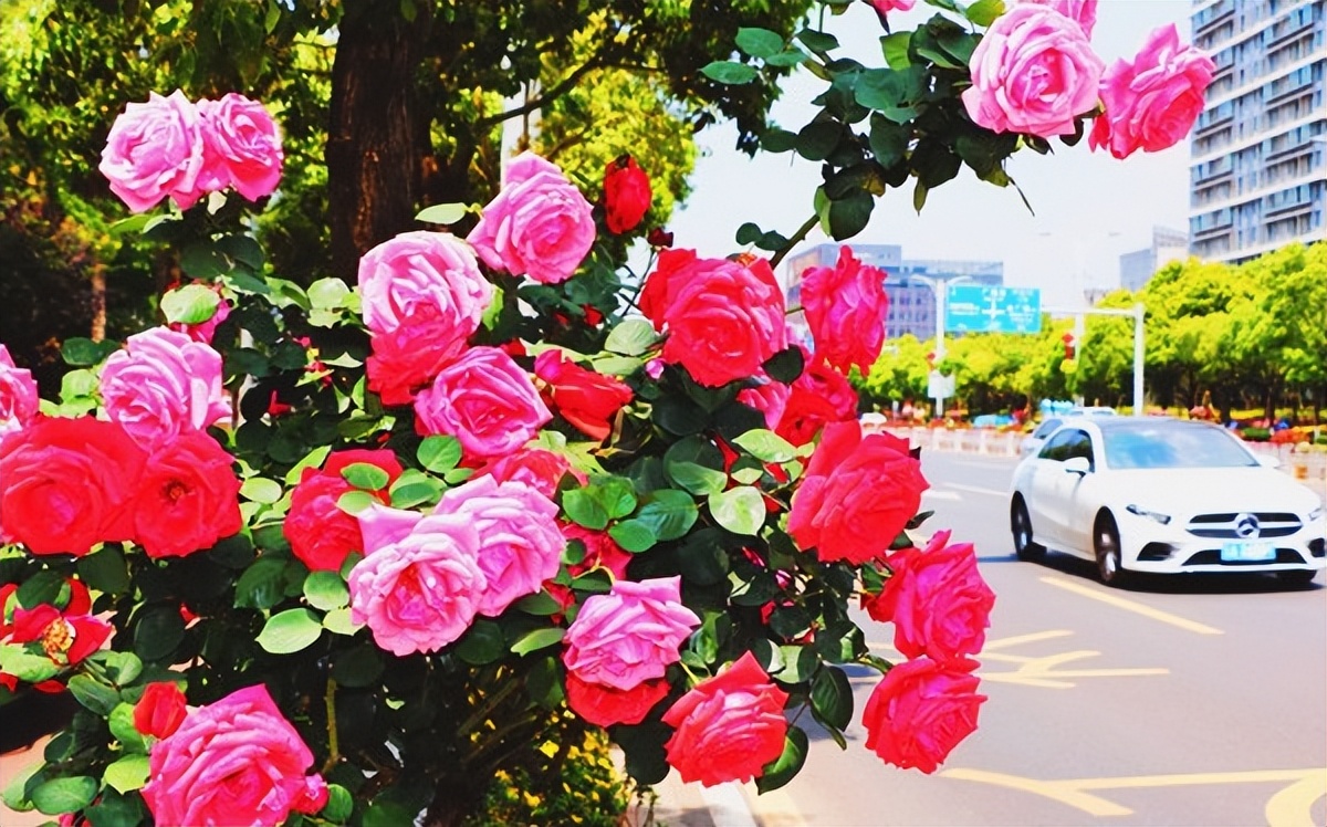 全国有几个城市把月季花选作市花,郑州为什么选月季花当市花