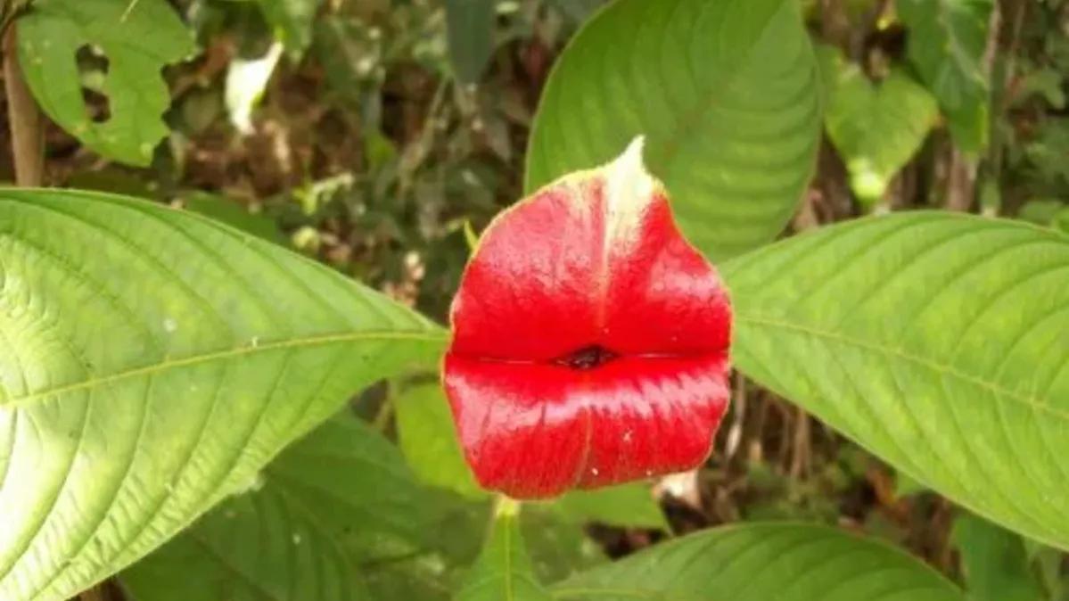 长得比较奇葩的植物,植物界奇葩的几种植物