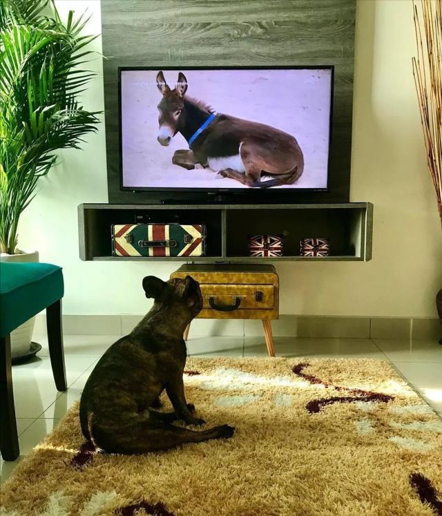 我家狗狗以为它是我亲生的,你家狗会不会认为是你亲生的