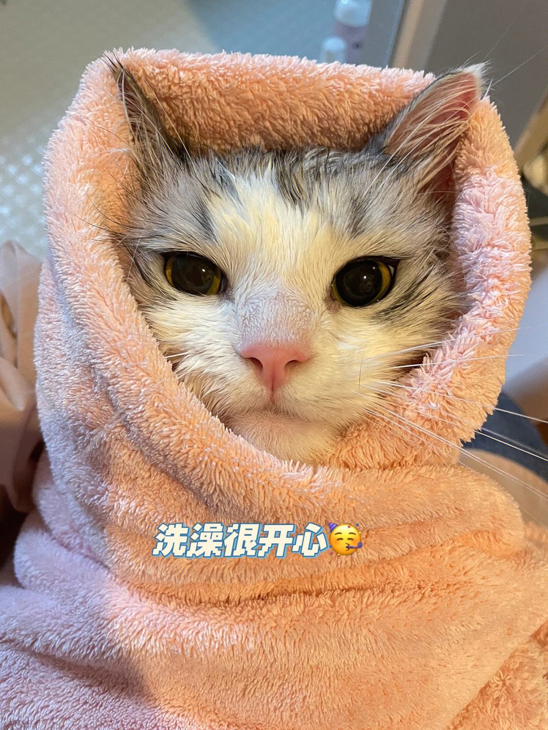 猫咪的胡子正常是怎样的,猫咪的胡须小知识