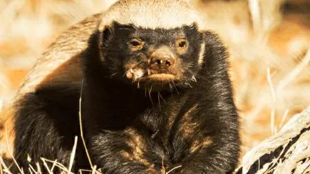 蜜獾不大但敢与狮子鬣狗抗衡,蜜獾的撕咬能力和防御能力