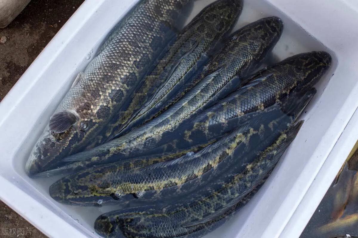 中国野生鱼排名,野生鱼数量排名