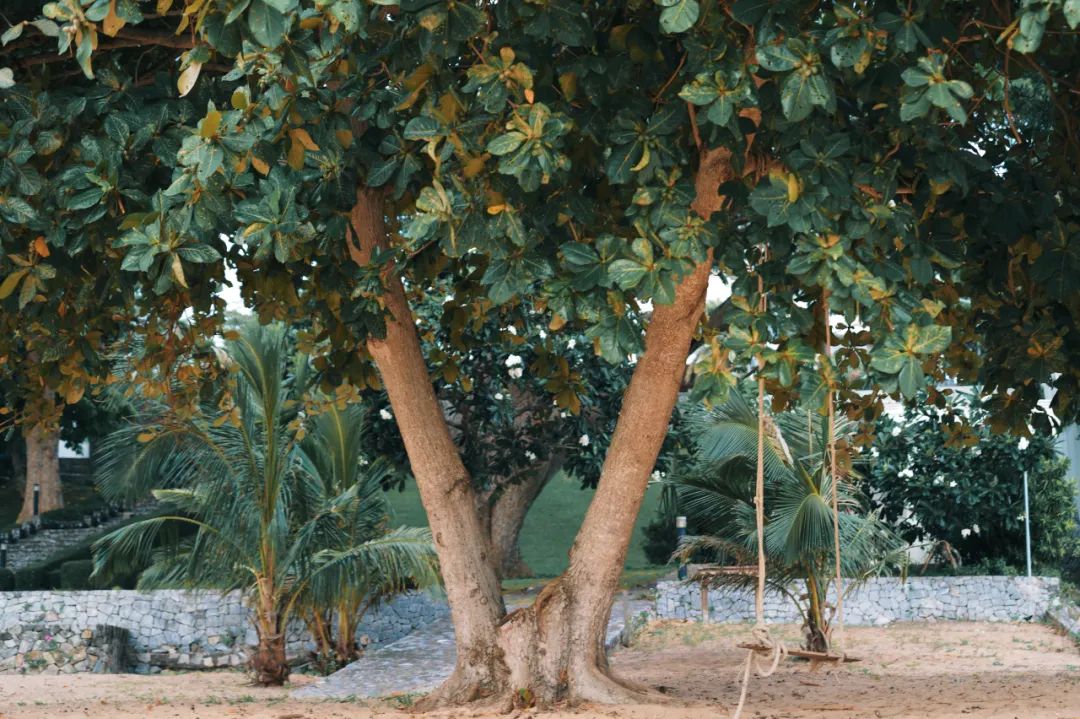 在泰国待了14天,在泰国待了60天