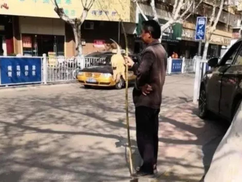 买了一只乌龟有什么预兆,路边800块钱买6只大乌龟