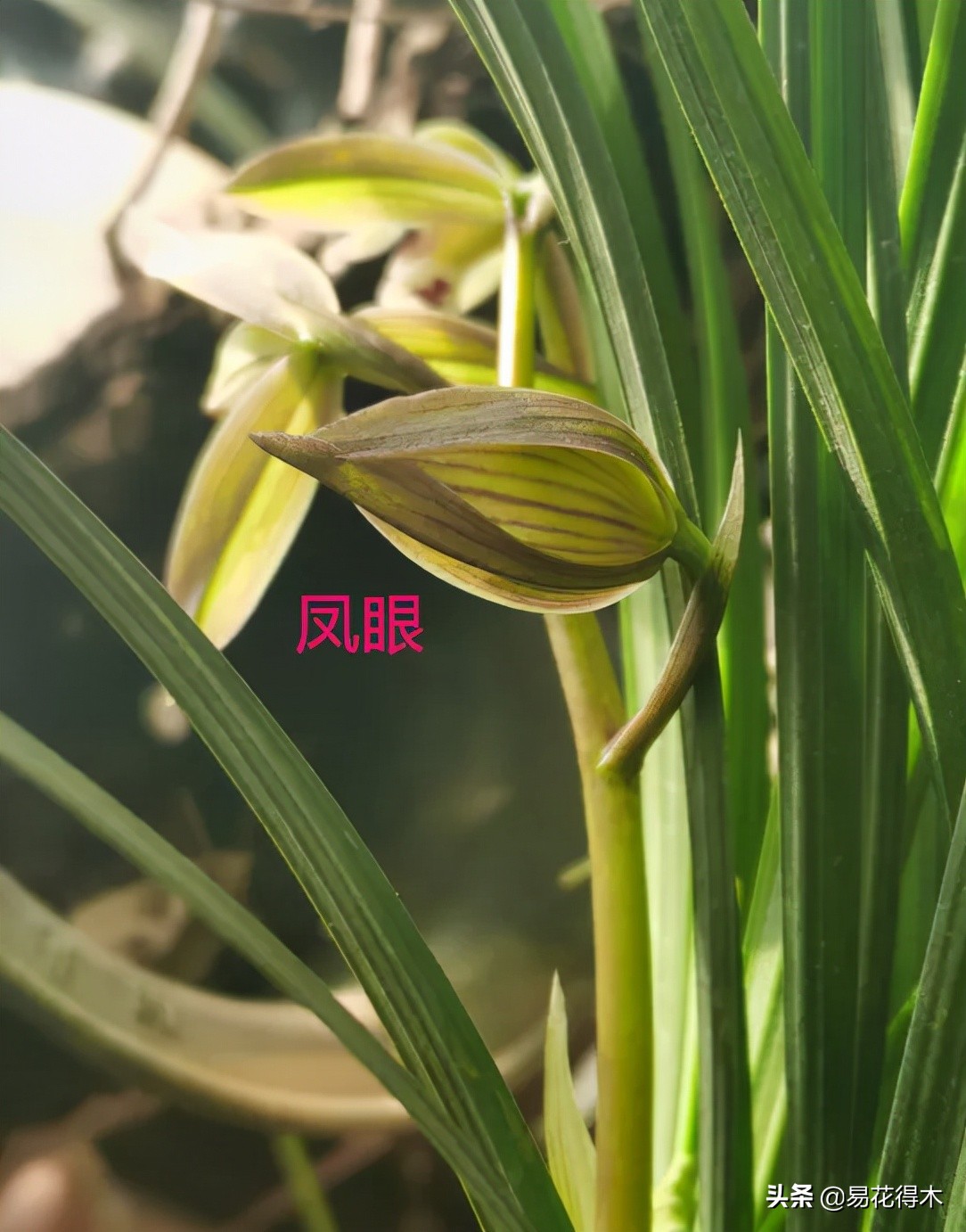 兰花上盆如何避免空根生长,兰花开始开花怎么养护好看