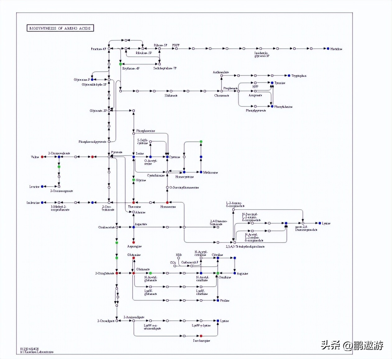 火龙果用什么颜色灯补光,普通led灯能给火龙果补光吗