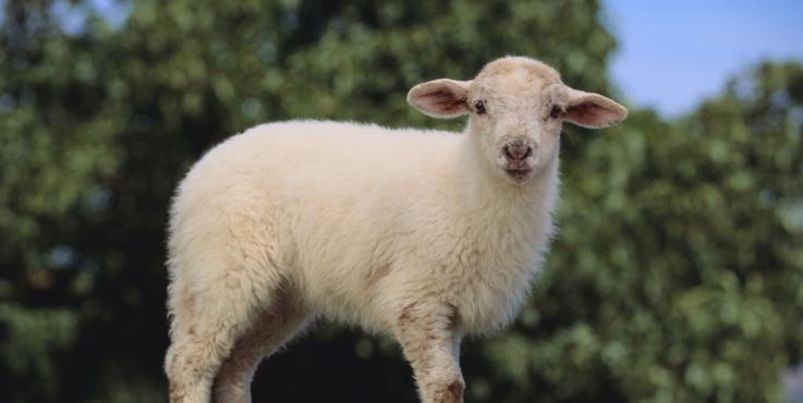 卖油条被处罚的案例,卖油条被罚款后续