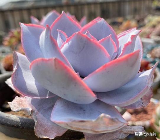 广寒宫如何控养叶片,广寒宫叶片发软怎么挽救