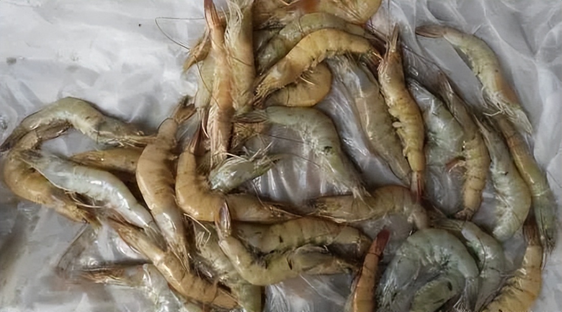 对虾最难治的病是什么病,对虾得了白浊病怎么办