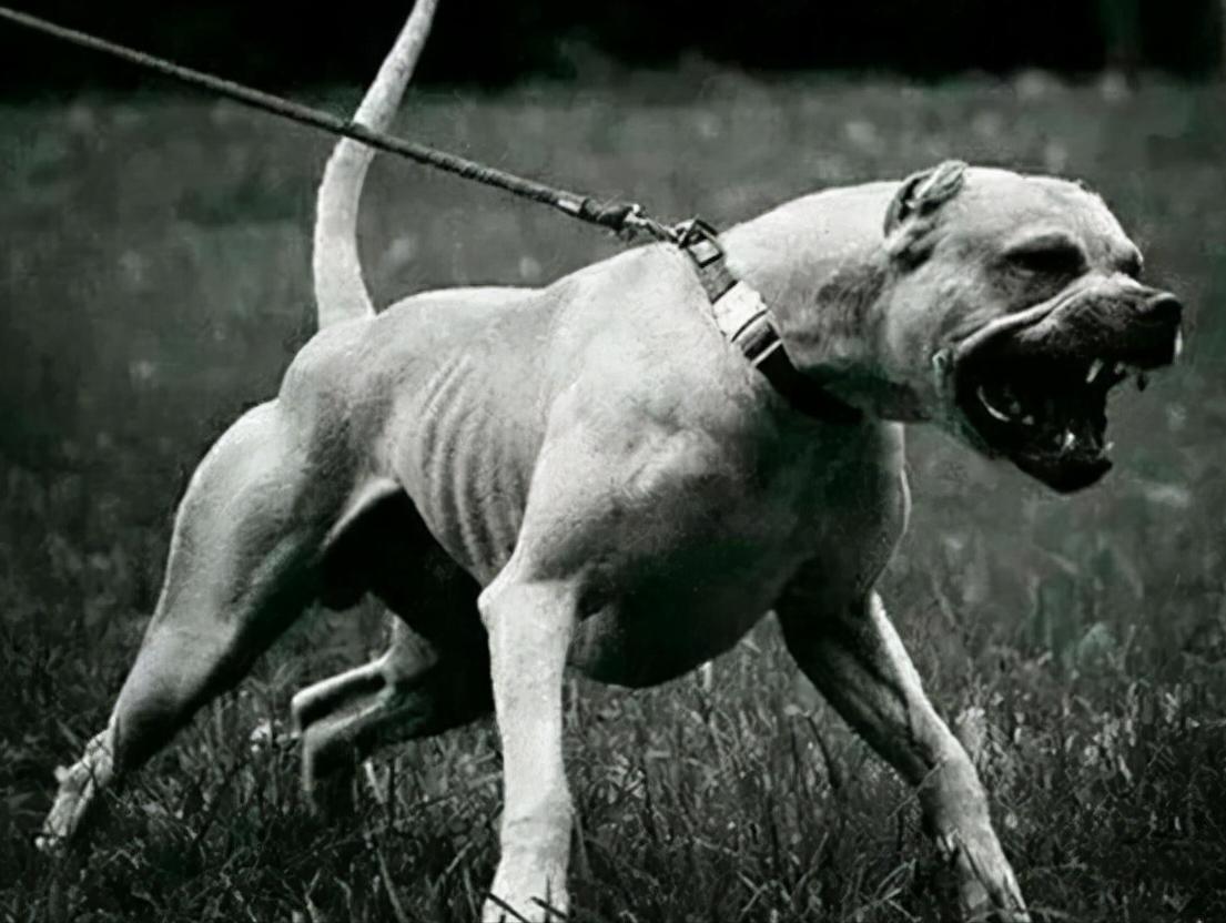 遇到恶狗千万别跟恶狗争道,遇到恶狗如何自救实战