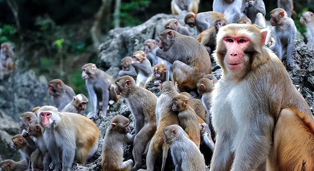 动物园全部被虎王咬死的故事,动物世界雄狮咬死鬣狗首领