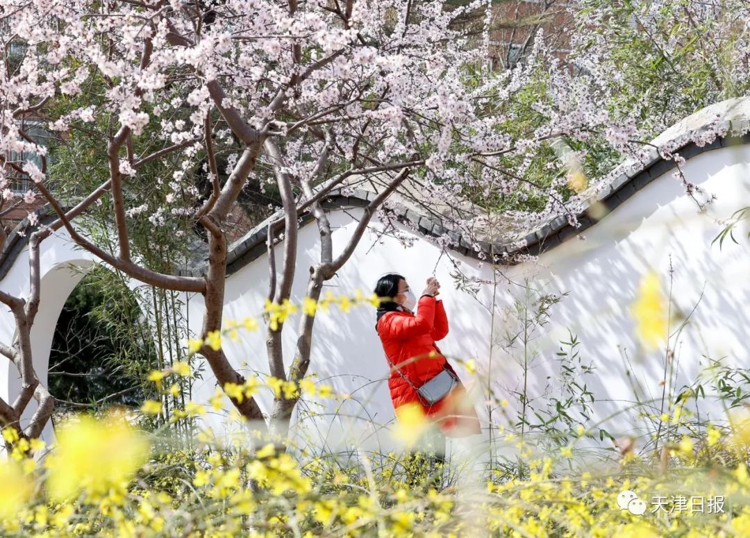 天津桃花堤桃花花期多长时间,天津运河桃花节时间表