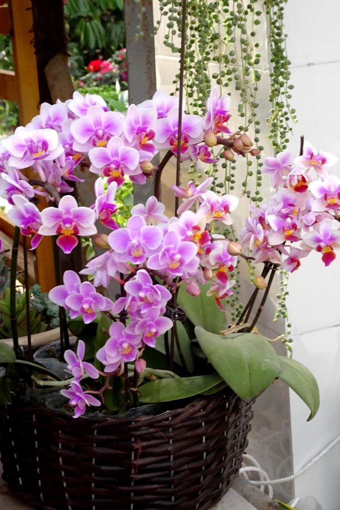 养在家里富贵花有哪些品种,盆栽富贵花怎么种植最好