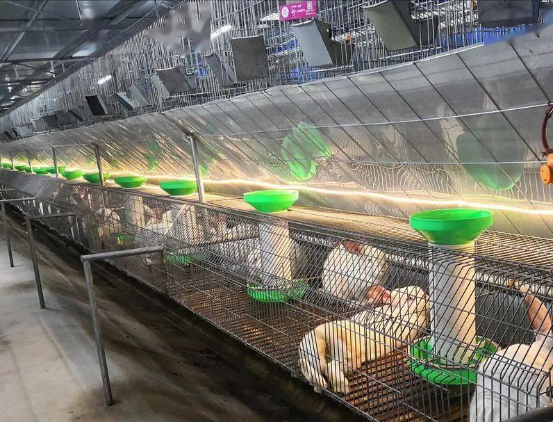 兔场清粪带的设计方案,兔场自动清粪设备什么价格