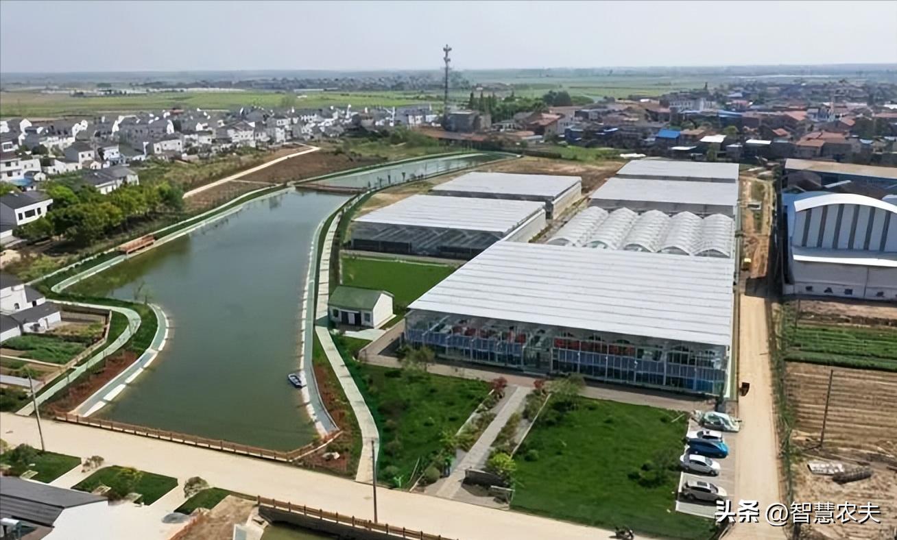 种菜不施肥养鱼不换水鱼菜共生,永不换水的阳台鱼菜共生系统