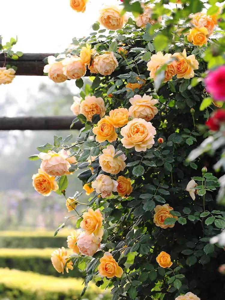 淘宝比较靠谱的月季店铺,靠谱又便宜的月季淘宝店