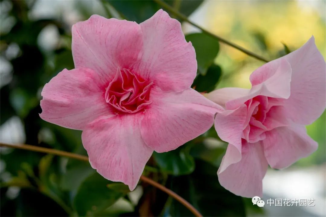 鑺卞崏鍝佺灞曠ず,鏂颁紭鑺卞崏鍝佺灞曠ず