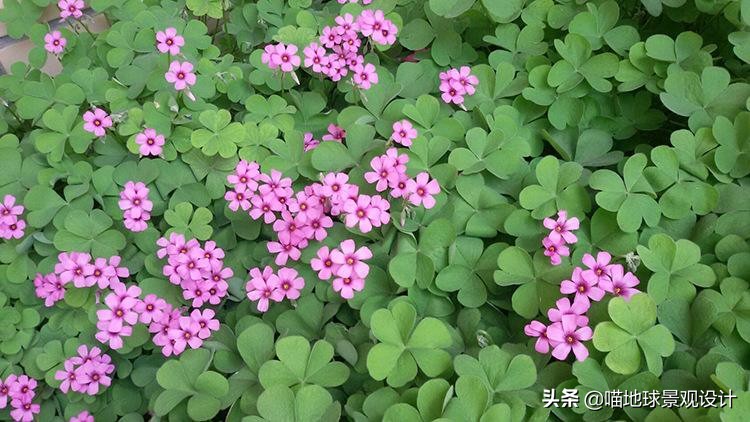 山东地区适合种植什么草皮,山东地区草坪