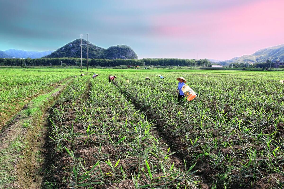 北方何时适宜种姜,立夏种姜夏至收姜是什么意思
