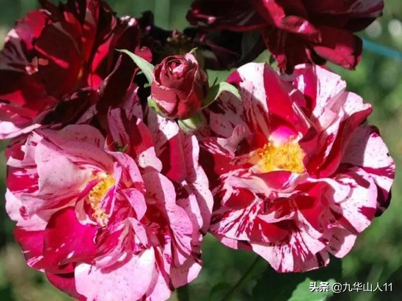 常见丰花月季品种一览,阳台盆栽丰花月季什么品种最好