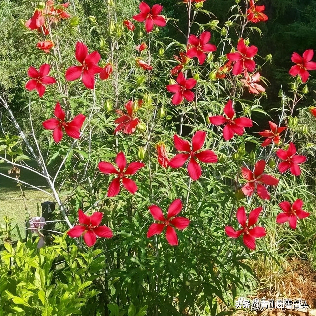 花有手掌大，能开半年，是污水治理的能手，还是绿化工程的香饽饽