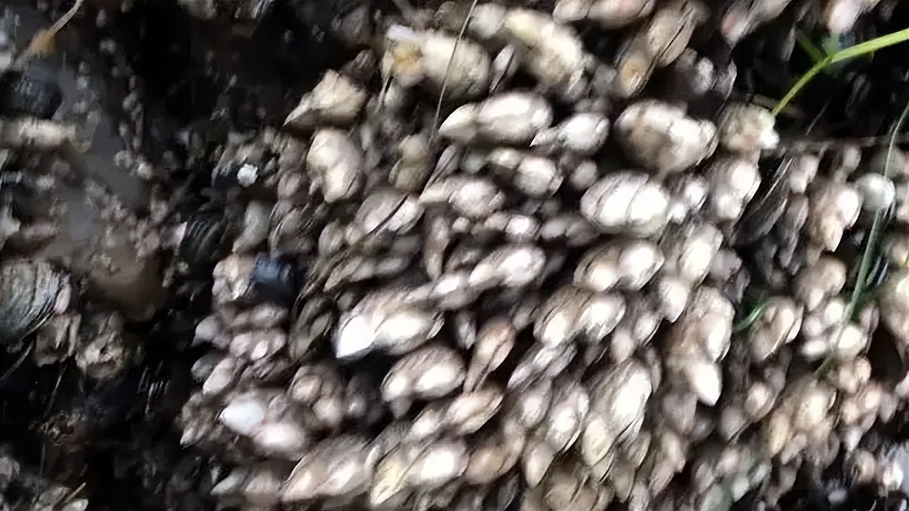 在浙江吃藤壶，还以为吞了个鬼手