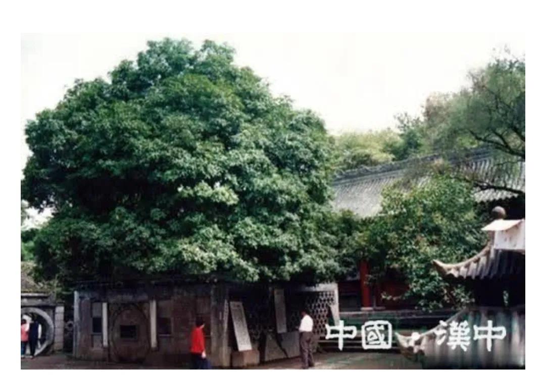 汉中最美行道树,植树节种树真实图片