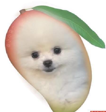 养芒果核不用吹风机行不行,养芒果核当宠物要晒多久