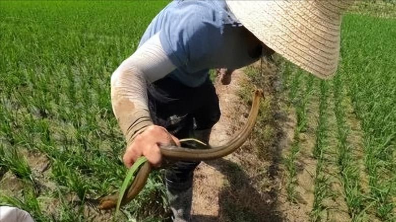 田里地笼抓黄鳝的技巧与方法,农村抓黄鳝的季节通常在几月