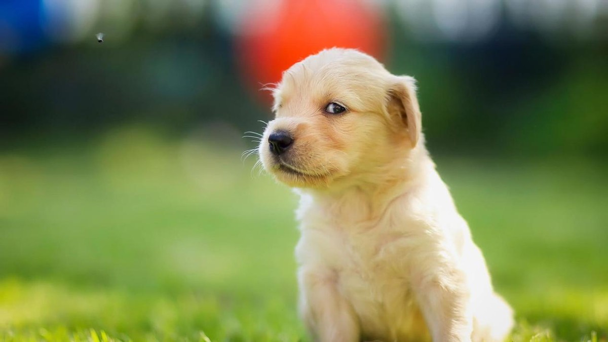 你家狗狗有什么坏习惯吗,你家狗狗得了犬瘟怎么办