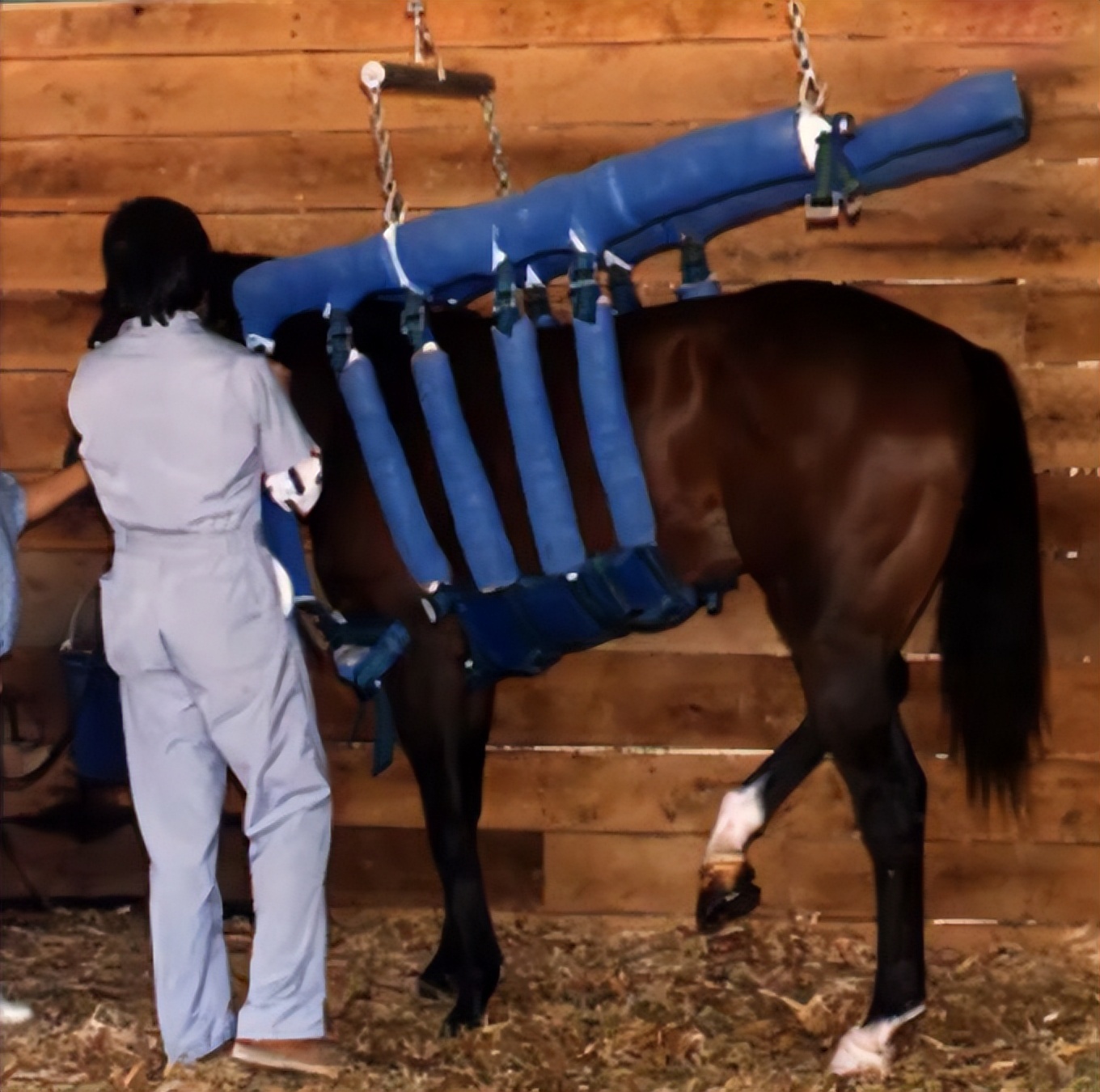 为何马只要断了一条腿，就很难活下来？人类可不可以给马装假肢？