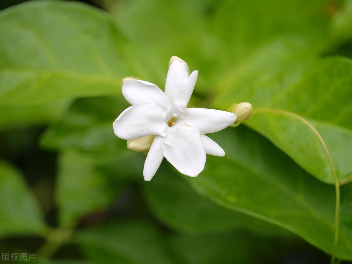 茉莉花的花苞掉光了,家里养的茉莉花为什么花开得少