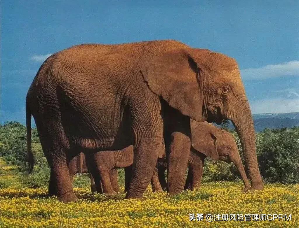 华为财务报表分析及解决方案,华为财务分析方法有哪些