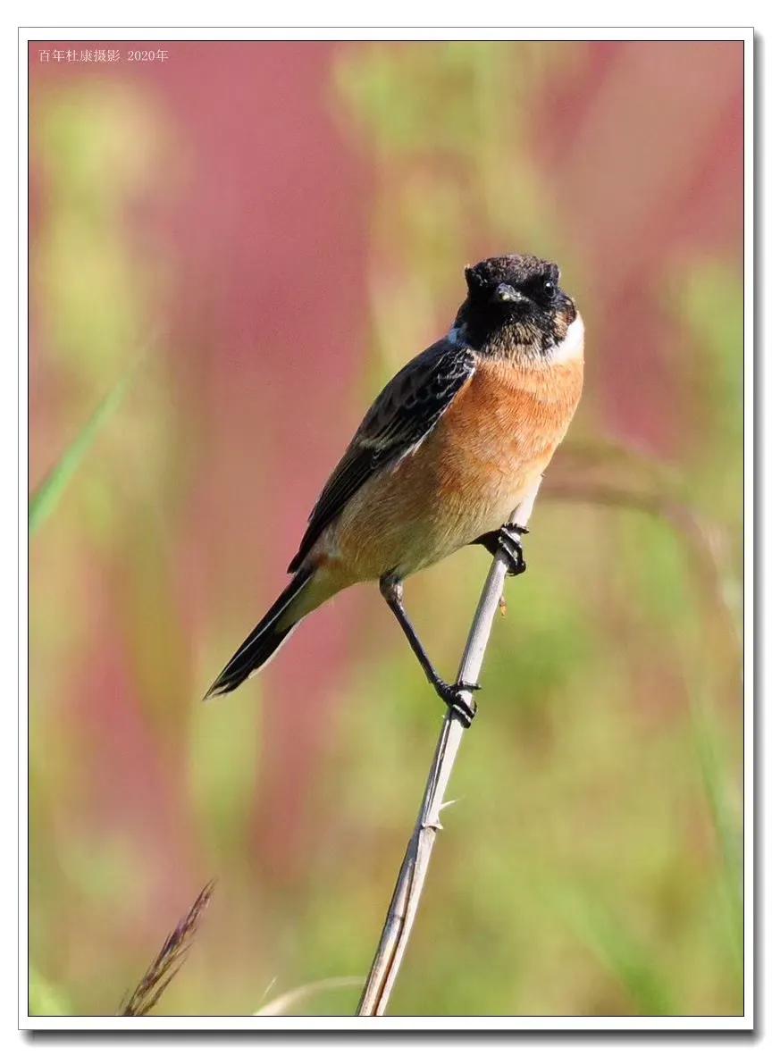 尼康d90是最经典的一款,尼康d9008年价格