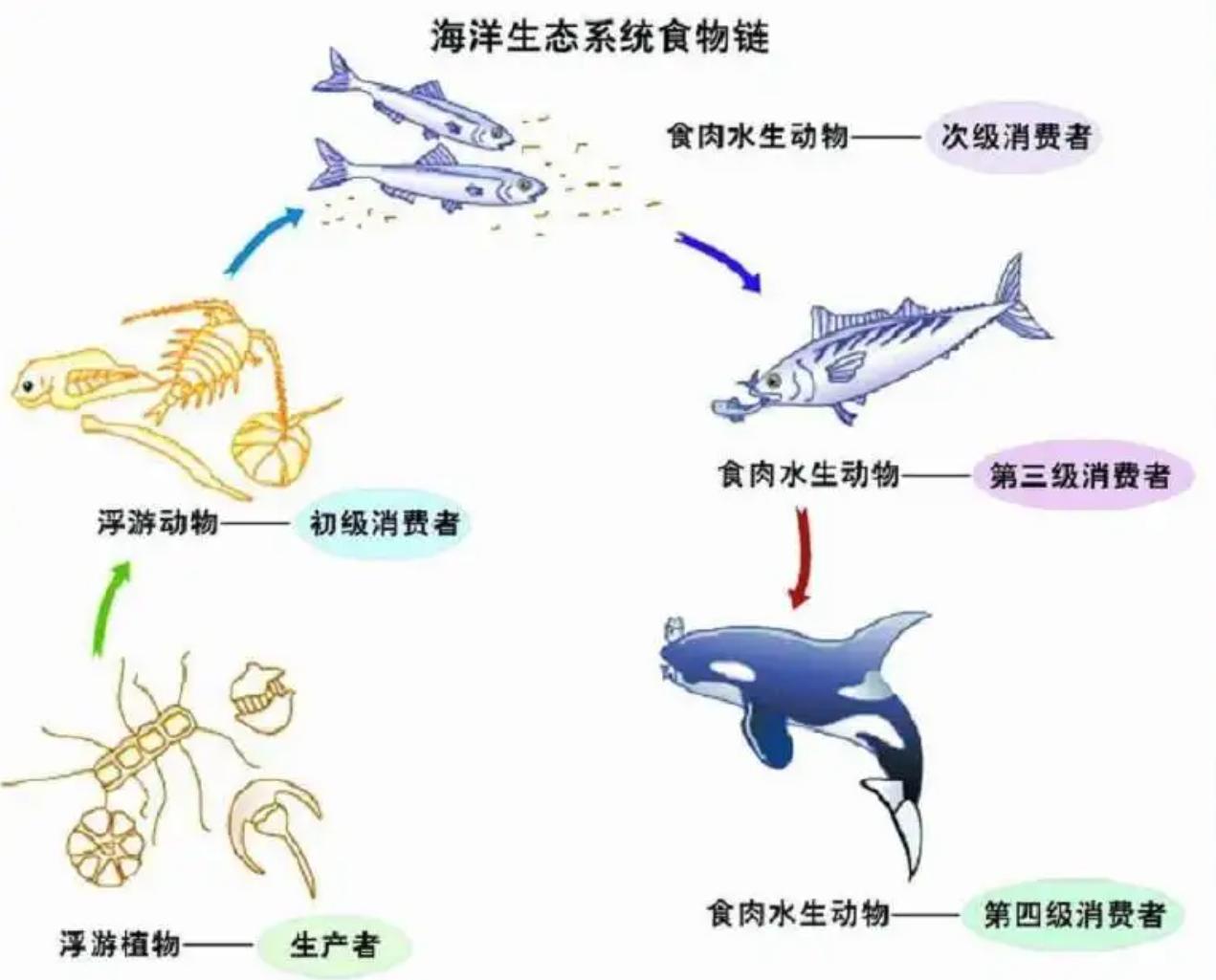 太平洋有多大视频,太平洋和大西洋面积多大