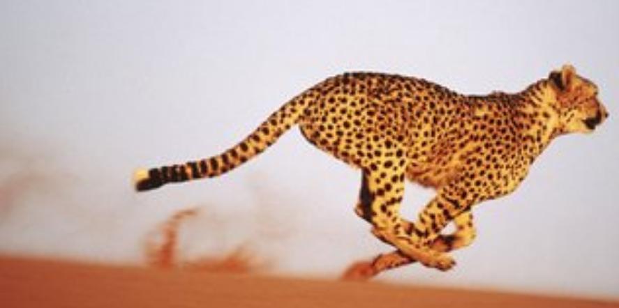 古代对动物的雅称词汇大全,古人描写动物的诗有哪些