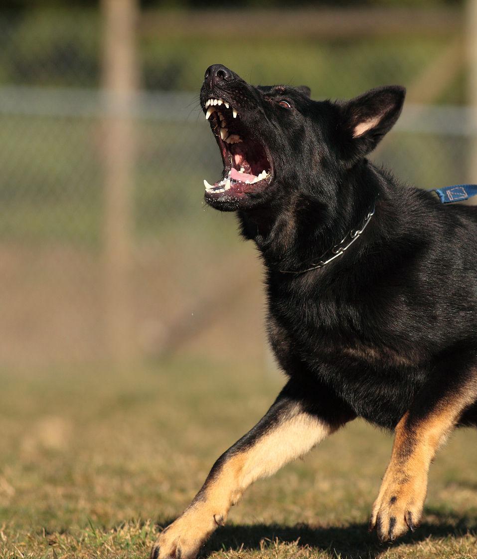 遇到恶犬攻击怎么办喊别动,遇到恶犬击打哪里