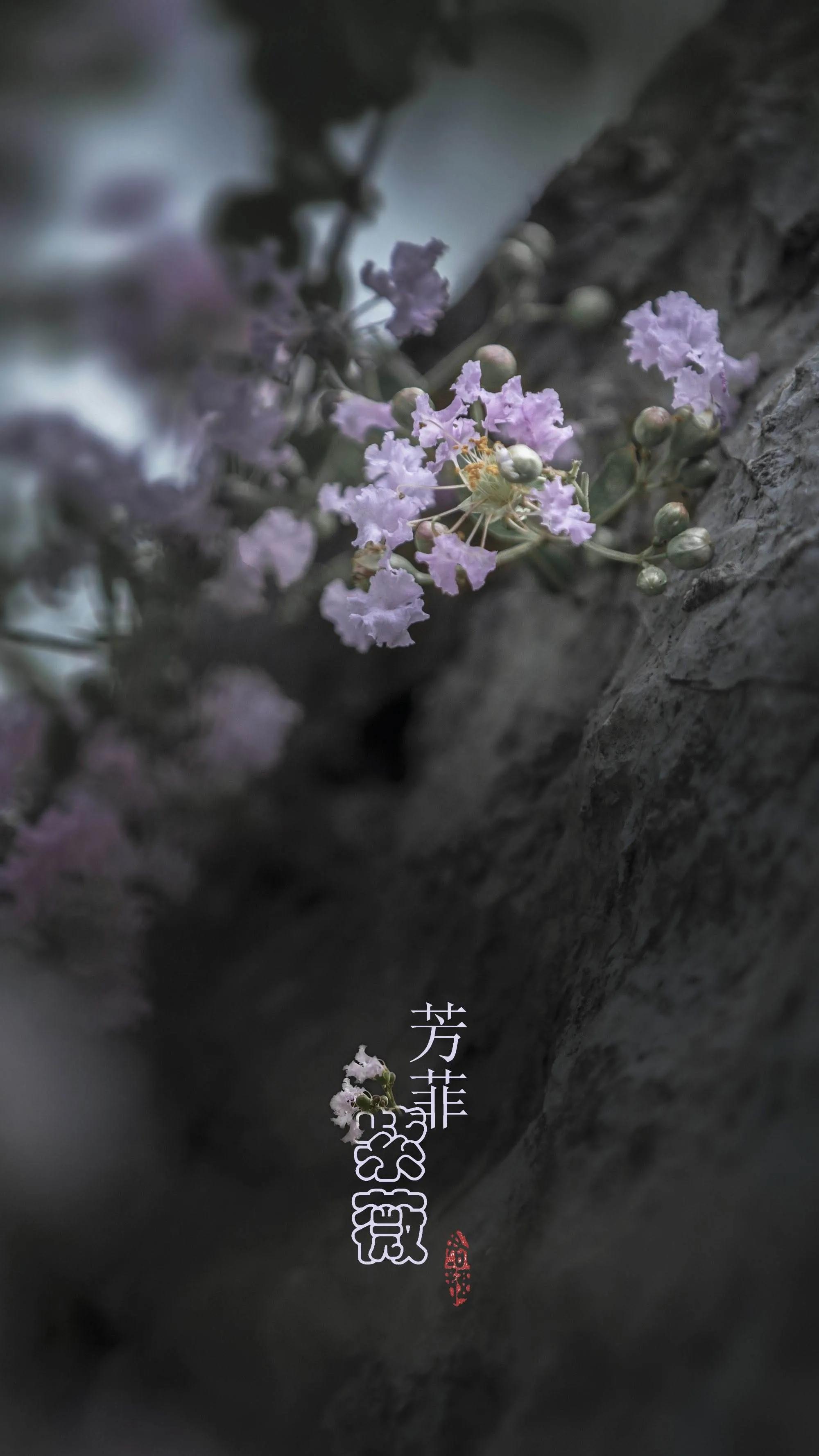 紫薇花壁纸高清全屏,唯美紫壁纸