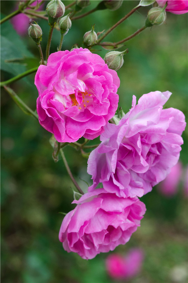 视觉盛宴五种赏花名花供您选择,春天十种最美的花介绍