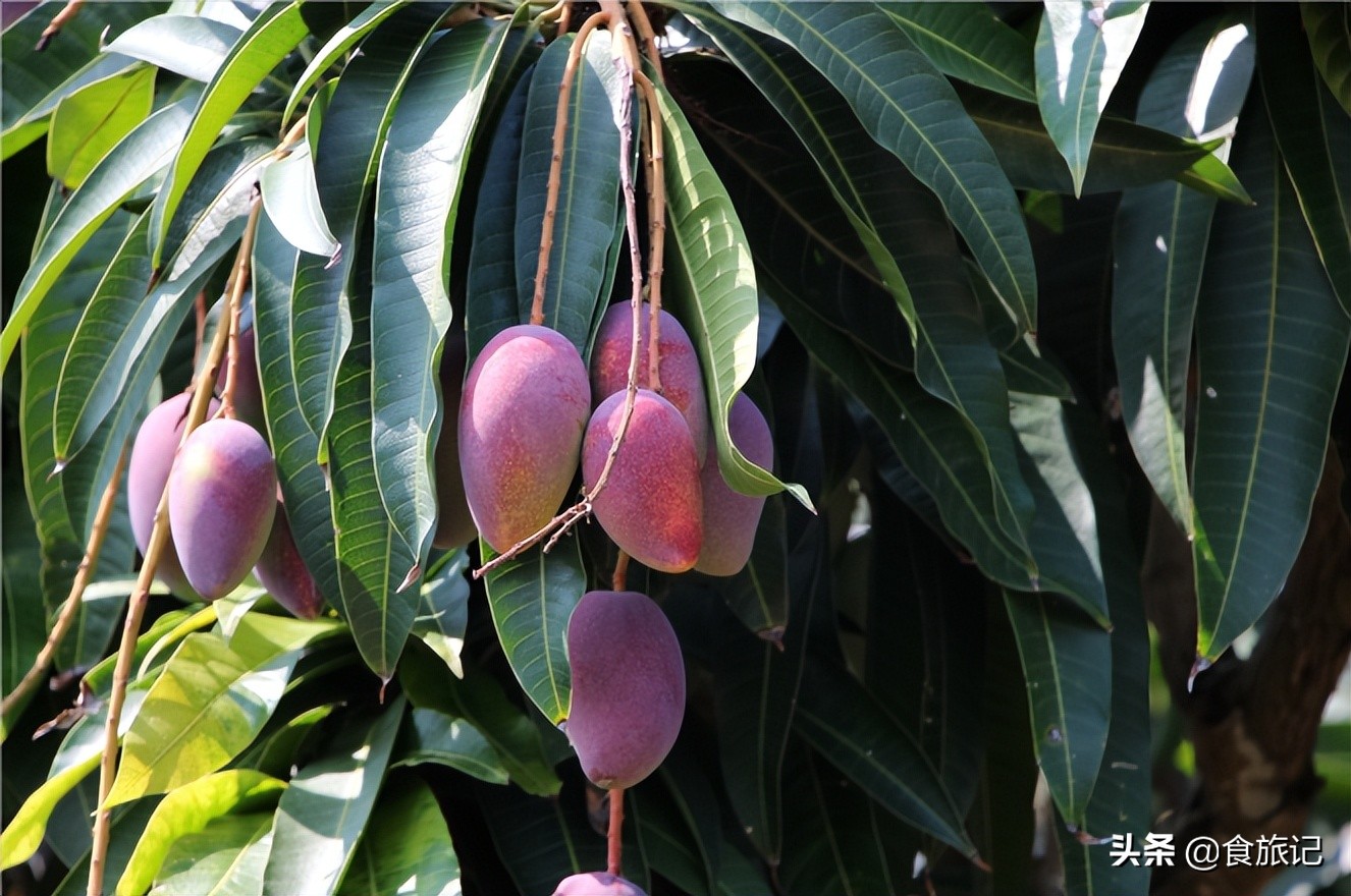 海南贵妃芒树上自然熟,海南三亚树上熟得贵妃芒