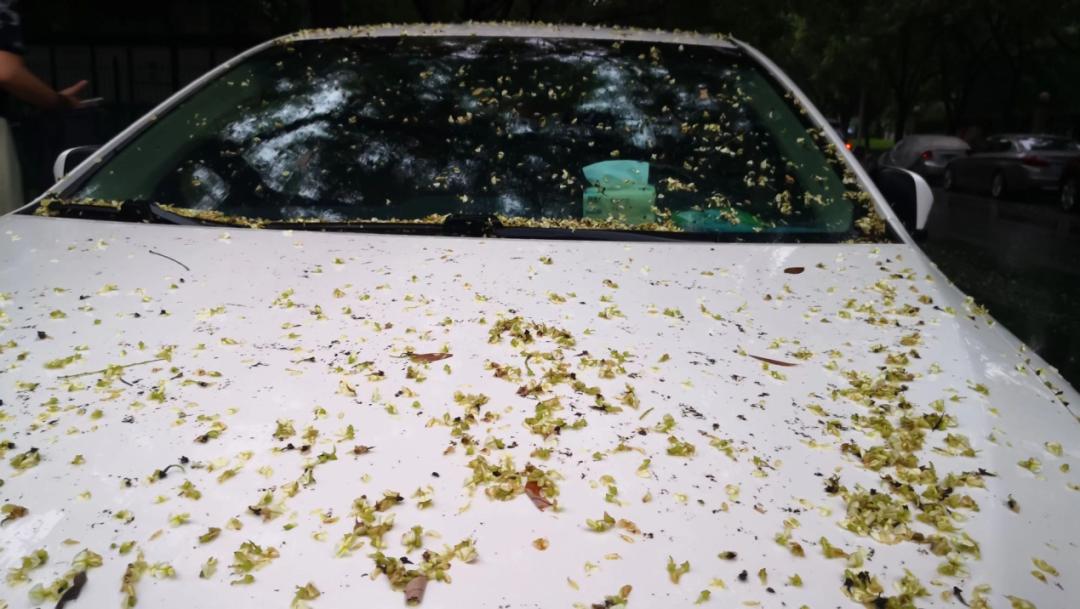 槐树的花吃了有毒吗,槐树花开花有毒吗