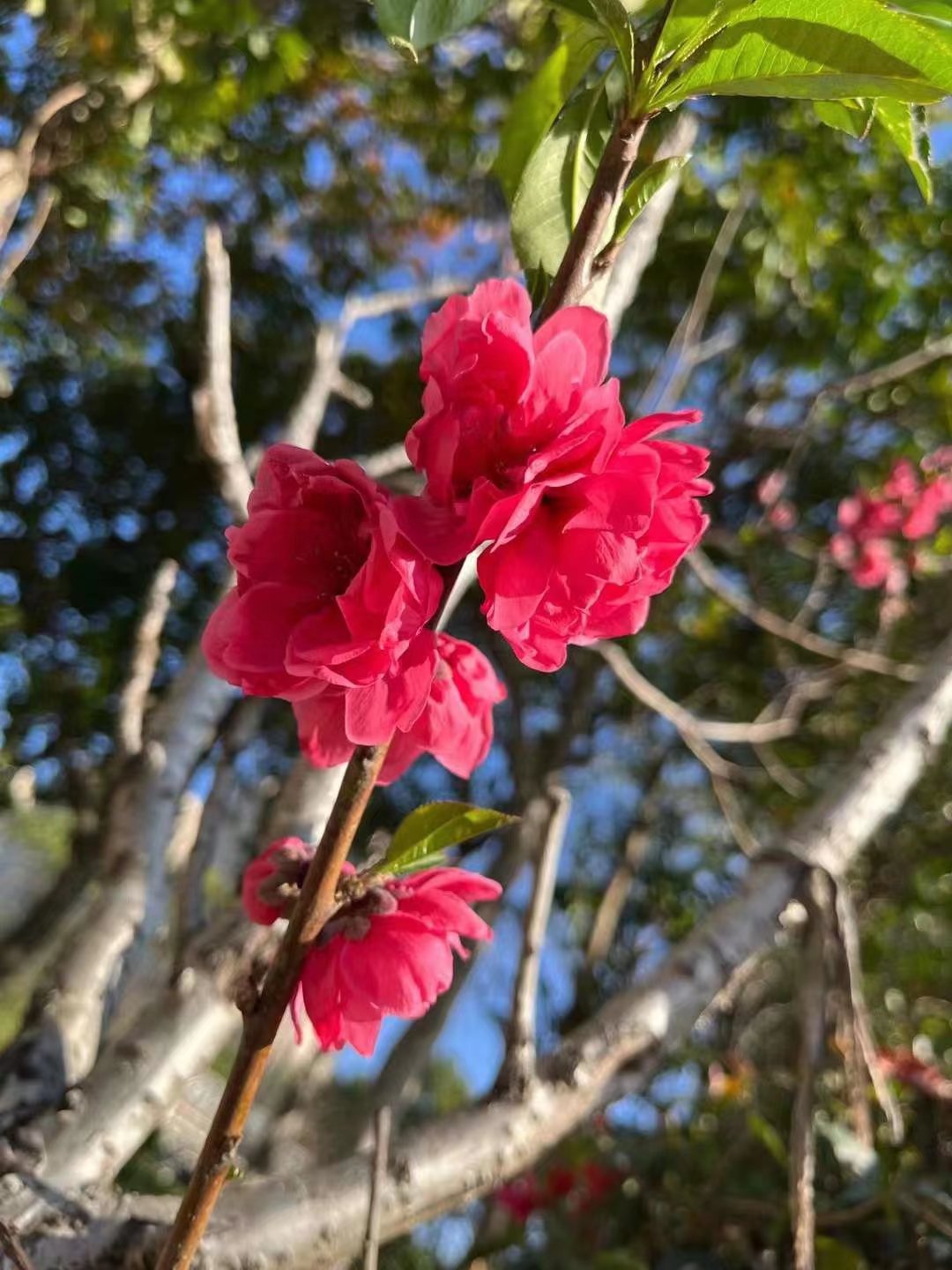 5.98万缤果实测,5.98万缤果配置