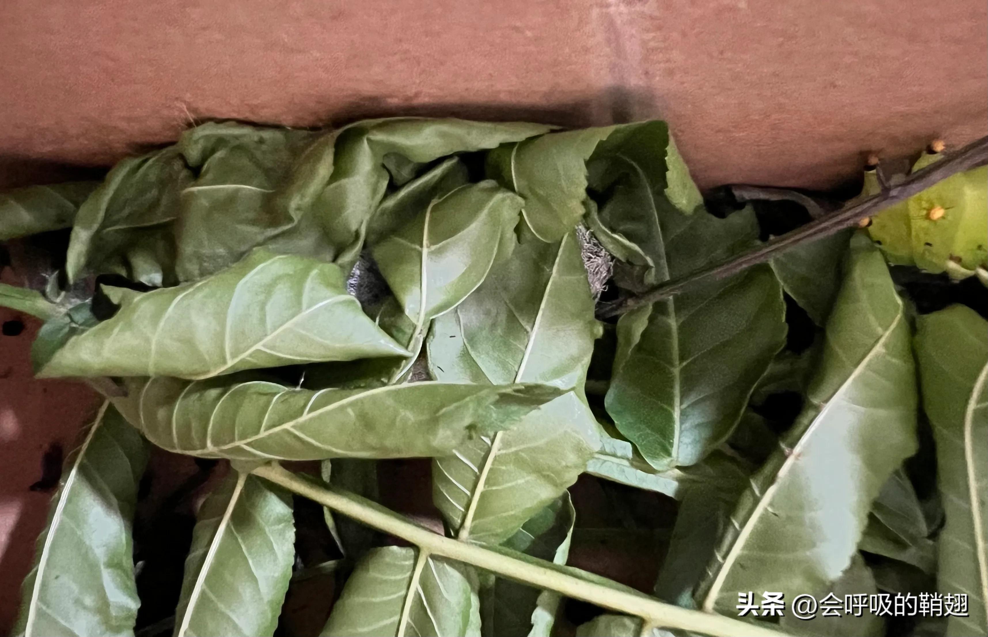 绿尾大蚕蛾吃什么,绿尾大蚕蛾饲养