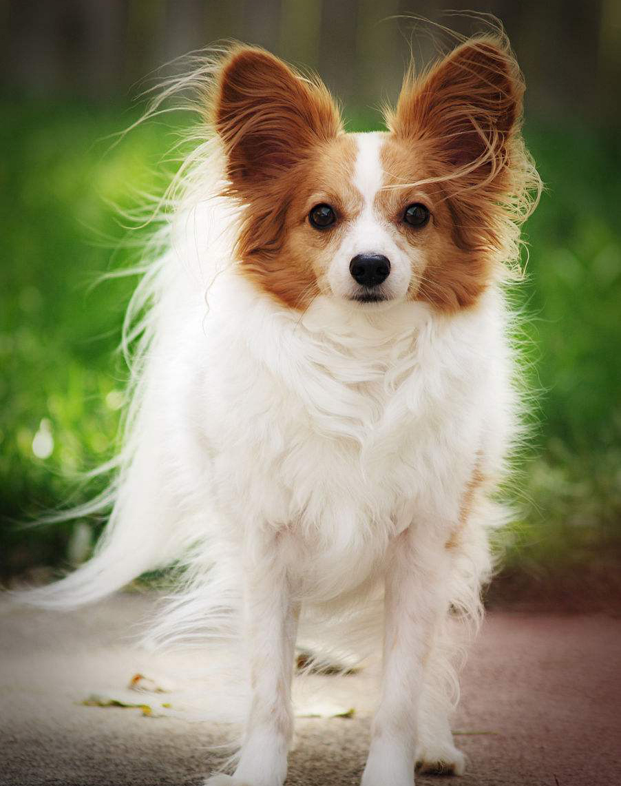 小型犬磨牙玩具,俄罗斯玩具犬多少钱