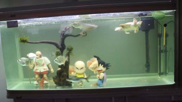 超极品蓝底过背被养成3流街货，最终死亡……